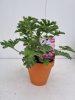 Pelargonium Scented Isko Lemon Stone - Muskátli