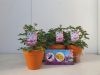 Pelargonium Scented Isko Lemon Stone - Muskátli
