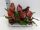 Philodendron 