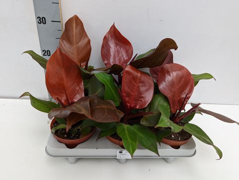 Philodendron 