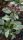 Pulmonaria saccharata 'Majesté' – Érdes Tüdőfű