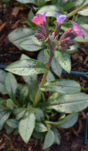 Pulmonaria saccharata 'Majesté' – Érdes Tüdőfű