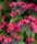 Pulmonaria saccharata 'Shrimps on the Barbie' – Érdes Tüdőfű