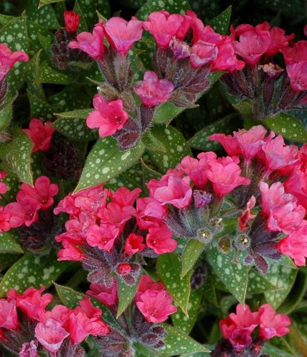Pulmonaria saccharata 'Shrimps on the Barbie' – Érdes Tüdőfű