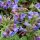 Pulmonaria saccharata 'Trevi fountain' – Érdes Tüdőfű