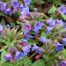 Pulmonaria saccharata 'Trevi fountain' – Érdes Tüdőfű