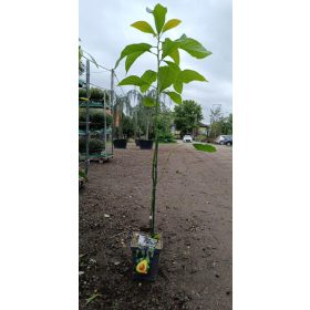 Persea americana - Avokádó oltvány