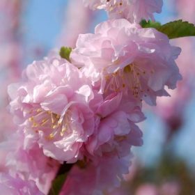   Prunus triloba 'Multiplex' – Babarózsa (törzses)
