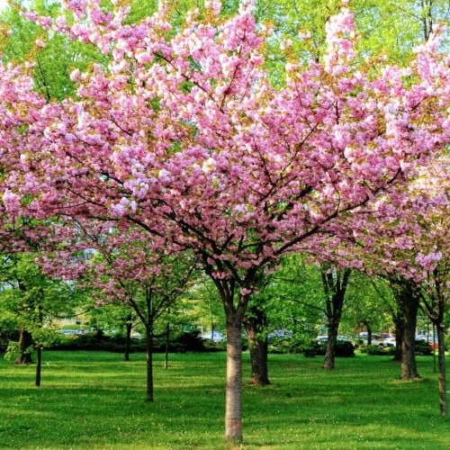 Prunus triloba 'Multiplex' – Babarózsa (törzses)