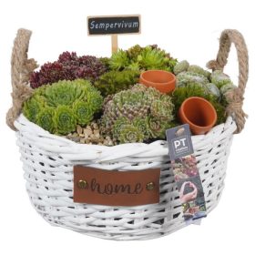 Sempervivum - Kövirózsa kosárban
