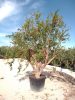 Punica granatum – Gránátalma 