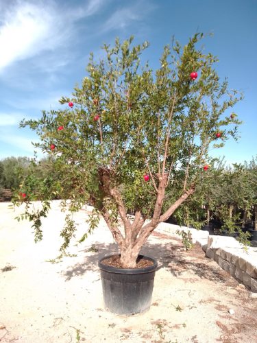 Punica granatum – Gránátalma 