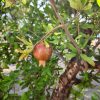 Punica granatum – Gránátalma 