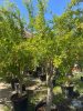 Punica granatum – Gránátalma