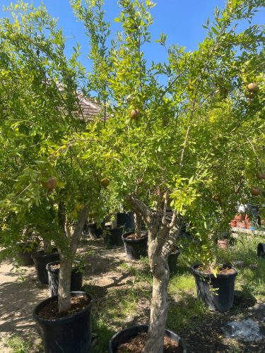 Punica granatum – Gránátalma