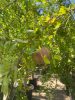 Punica granatum – Gránátalma