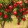 Punica granatum – Gránátalma
