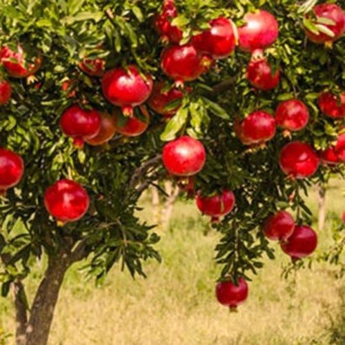 Punica granatum – Gránátalma