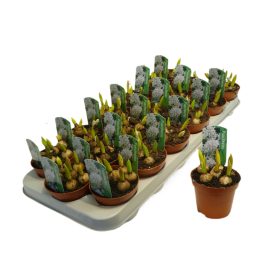 Puschkinia scilloides - Puskin csillagvirág