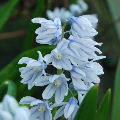 Puschkinia scilloides - Puskin csillagvirág