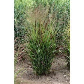 Panicum virgatum 'Cardinal' – Vesszős köles