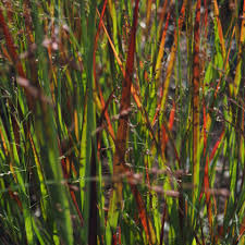 Panicum virgatum 'Cardinal' – Vesszős köles