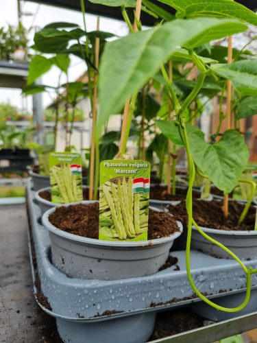 Phaseolus vulgaris 'Marconi' - Karósbab