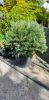 Pinus sylvestris 'Watereri' – Erdeifenyő