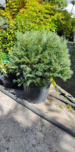 Pinus sylvestris 'Watereri' – Erdeifenyő