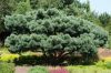 Pinus sylvestris 'Watereri' – Erdeifenyő