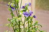 Polemonium yezoense 'Kaleidoscope' - Csatavirág