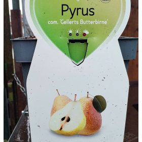   Pyrus communis 'Gellerts Butterbirne' - Törpe körtefa