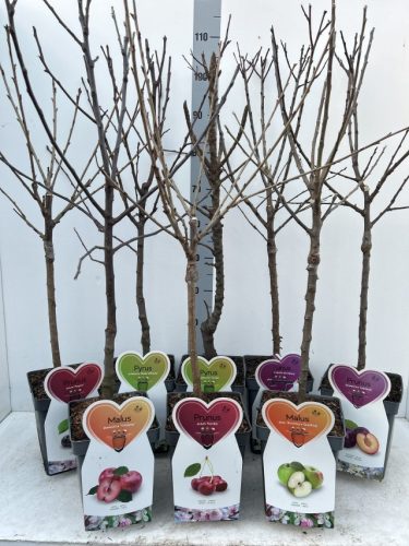 Pyrus communis 'Gellerts Butterbirne' - Törpe körtefa