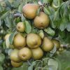 Pyrus communis 'Gellerts Butterbirne' - Törpe körtefa