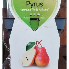 Pyrus communis 'Rode Williams' - Törpe körtefa