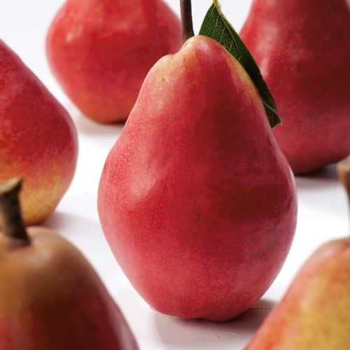 Pyrus communis 'Rode Williams' - Törpe körtefa