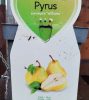 Pyrus communis 'Williams' - Törpe 'Williams' körtefa