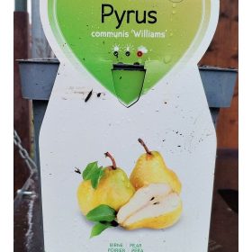   Pyrus communis 'Williams' - Törpe 'Williams' körtefa