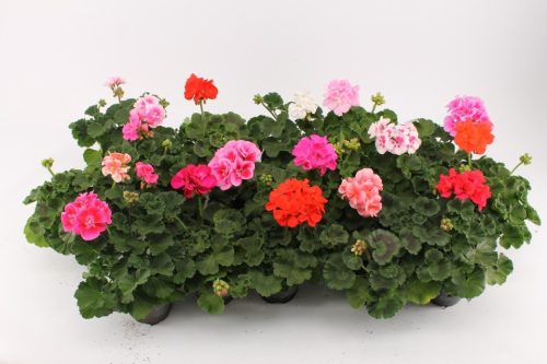 Pelargonium zonale Mix - Álló muskátli 
