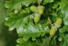 Quercus petraea - Kocsánytalan tölgy