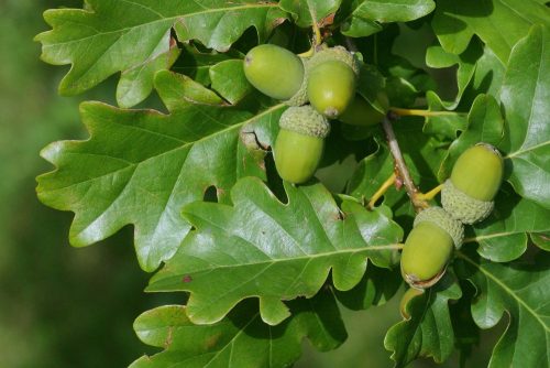 Quercus petraea - Kocsánytalan tölgy