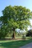 Quercus petraea - Kocsánytalan tölgy