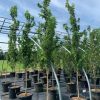 Quercus palustris 'Green Pillar' – Oszlopos mocsári tölgy