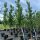 Quercus palustris 'Green Pillar' – Oszlopos mocsári tölgy