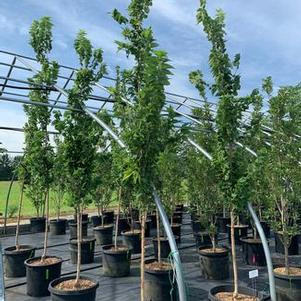 Quercus palustris 'Green Pillar' – Oszlopos mocsári tölgy