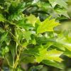 Quercus palustris 'Green Pillar' – Oszlopos mocsári tölgy