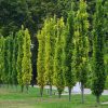 Quercus palustris 'Green Pillar' – Oszlopos mocsári tölgy
