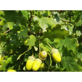 Quercus robur – Kocsányos tölgy