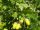 Quercus robur – Kocsányos tölgy