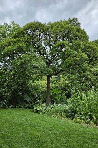 Quercus robur – Kocsányos tölgy